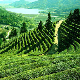 Darjeeling Tour