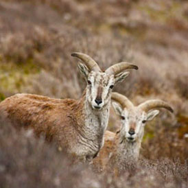 Dhorpatan Hunting Reserve
