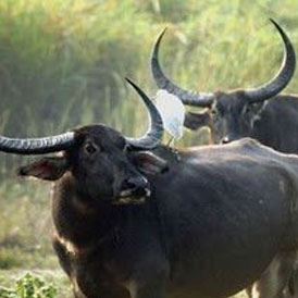 Koshi Tappu Wildlife Reserve Tour 